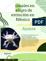 Animales en Peligro de Extinción en México