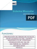 Sistema Muscular