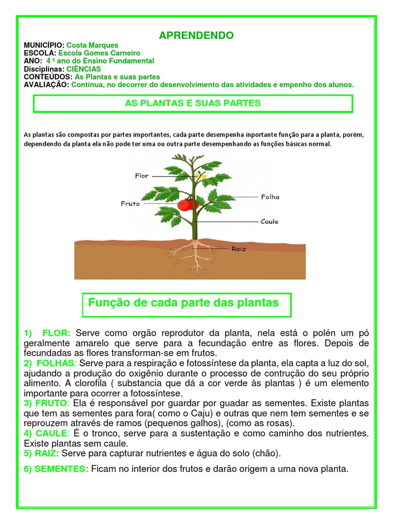 Funções das Partes da Planta | PDF | Casa e Jardim