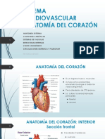 Sistema Cardiovascular-2