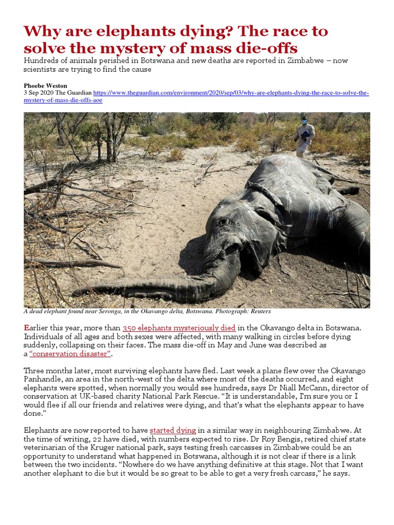 Why Are Elephants Dying? | PDF | Elephant | Algae
