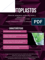 Obtención de protoplastos vegetales