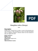 Mangifera Indica (Mango) : Description