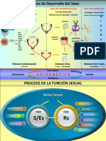 Lámina Maestra de La Sexología 2014