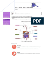 Digestive System - BioNinja