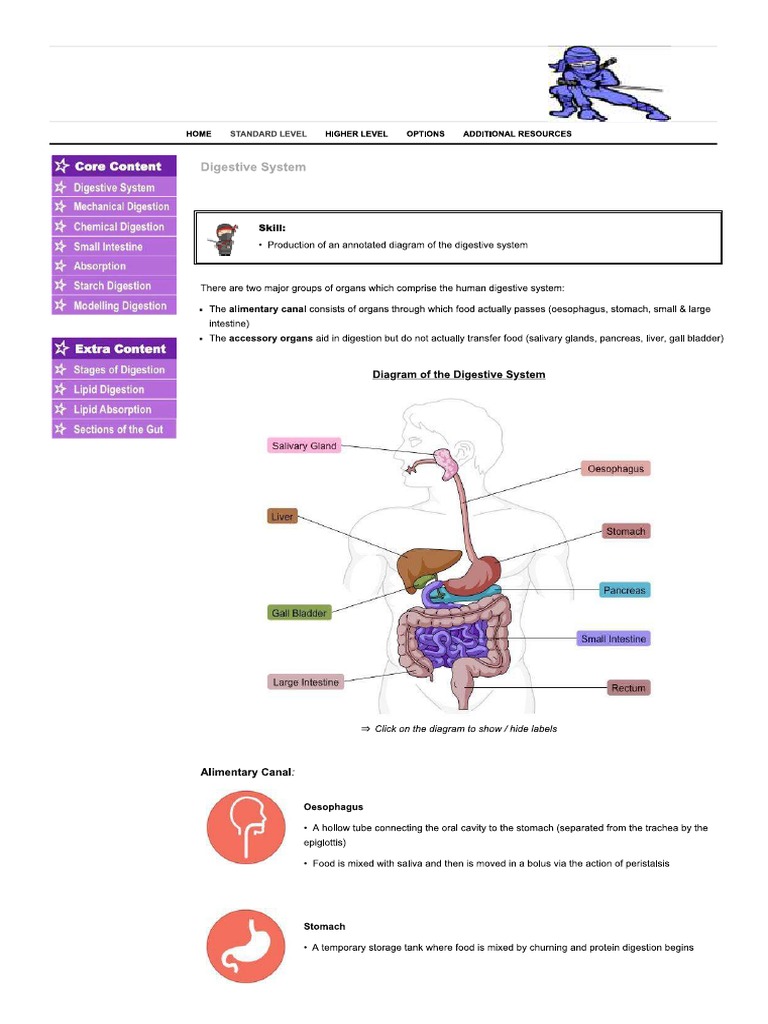Digestive System BioNinja PDF