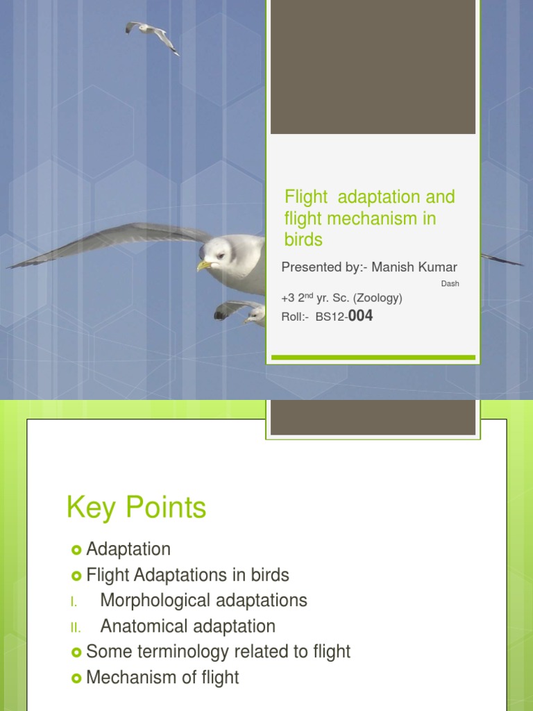 Flight Adaptations and Mechanisms in Birds | PDF | Lift (Force) | Wing