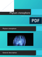 Phylum Ctenophore