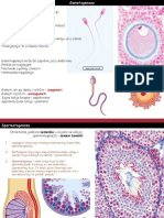 Гаметогенеза Сперматогенеза