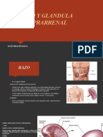 Anatomía del bazo y la glándula suprarrenal