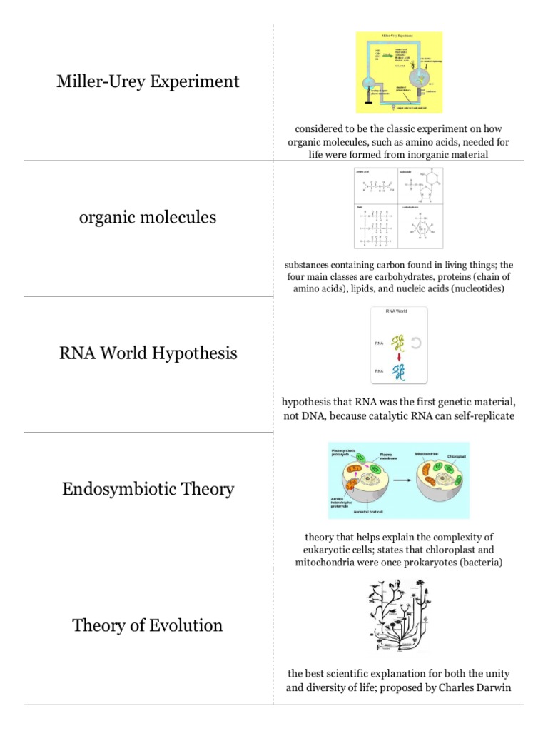 Evolution Quizlet Cards PDF Natural Selection Evolution