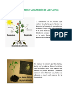 LA FOTOSÍNTESIS Y LA NUTRICIÓN DE LAS PLANTAS.docx