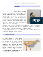 Aves Presentacion