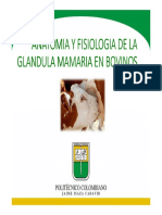 2 C. Anatomia de La Glandula Mamaria