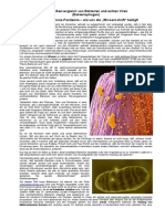 Ein Groessenvergleich Von Bakterien Und Echten Viren-02 PDF