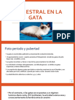 Ciclo estral en la gata: fases, ovulación inducida y duración