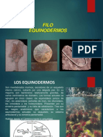 FILO EQUINODERMOS.pdf