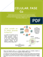 Ciclo Celular. Fase G2