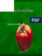 Plaga Clave Del Tomate
