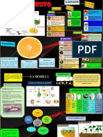 Infografia de Frutos y Semilla