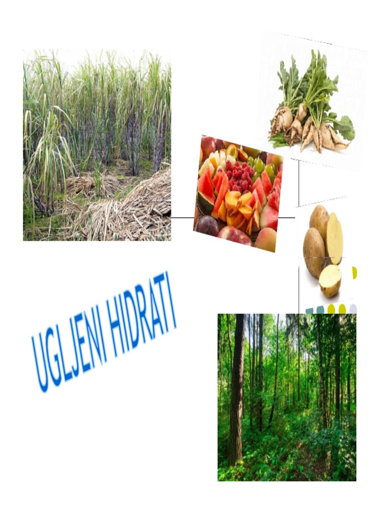 Saharidi | PDF