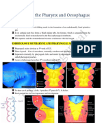 Anatomy of the Pharynx and Oesophagus Embryology