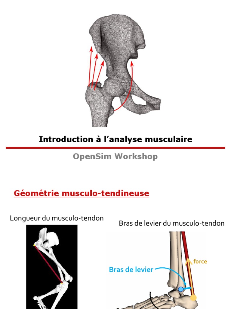 Analyse musculo-tendineuse avec OpenSim | PDF | Méthodes et références ...