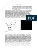 Informe Cafeina (Recuperado Automáticamente)