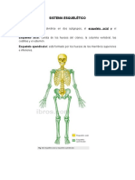 Sistema esqueletico, tegumentario, respiratorio y reproductor (1)