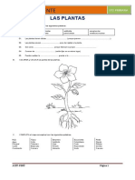 Ciencia Y Ambiente: Las Plantas