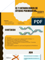 Sintesis y Degradación de Nucleotidos