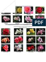 Our Rose Image Collection by Category or See Our