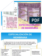 Especializaciones de La Membrana