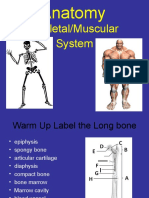 Skeletal/Muscular System: Anatomy