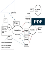 photosynthesis mindmap complete