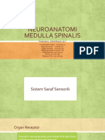 Neuroanatomi Medulla Spinalis