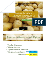 Cultivo da batata: aspectos botânicos e morfológicos