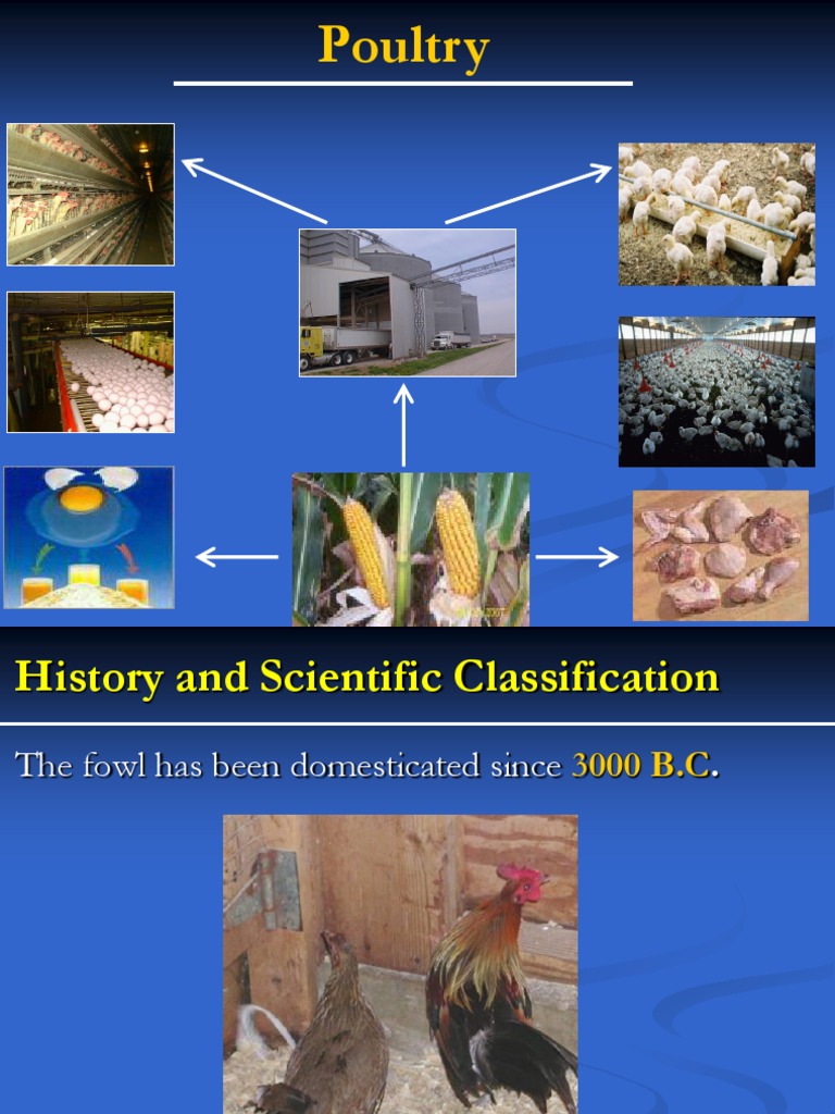 Poultry History & Classification | PDF | Rooster | Chicken