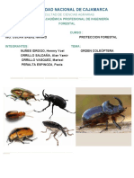 Orden Coleoptera en PDF