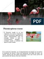 Flamencos