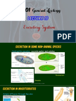 BIO101 lecture 10 Excretory System