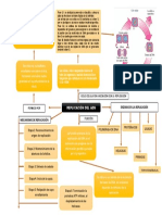 Reaplicación de ADN Mapa Conceptual