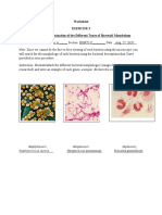 Worksheet Exercise 3 Microscopic Examination of The Different Types of Bacterial Morphology