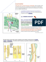 Bloque_2_Ascenso_del_agua_en_plantas