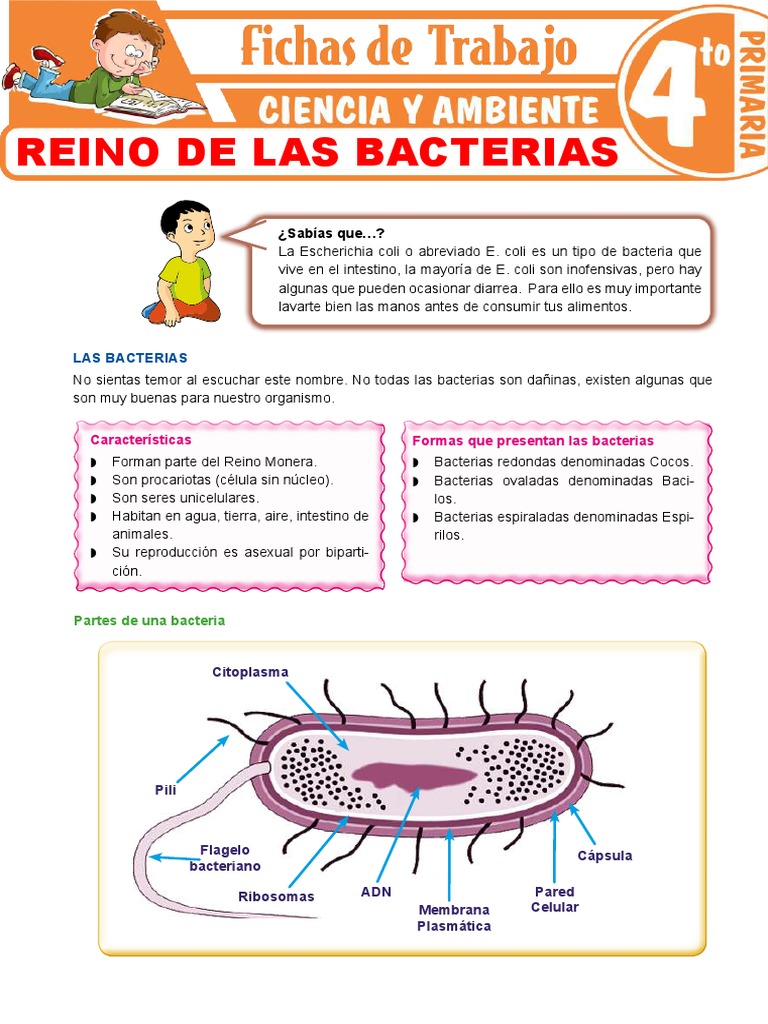 Reino Monera: Bacterias y Cianobacterias | PDF | Archaea | Las bacterias