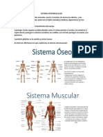Sistema Ostemuscular
