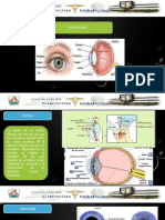 Expodeviapupilarfisiologiaypatologia 151228040739 PDF