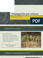 Propagación Por Estacas