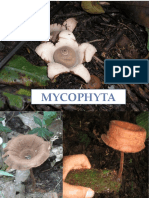 MYCOPHYTA