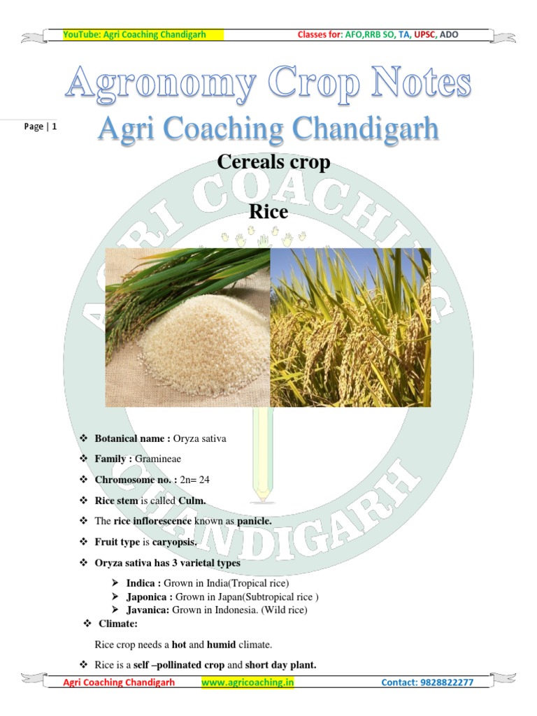 Crop Notes for Agri Coaching Chandigarh | PDF | Legume | Maize